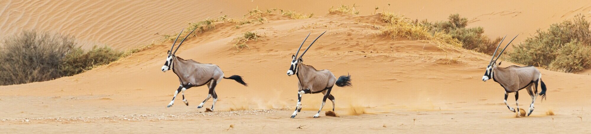 Wildlife