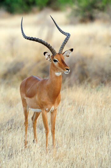 Wildlife